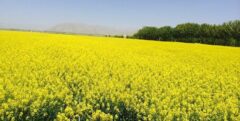 صدای خاموش کشاورزان مظلوم