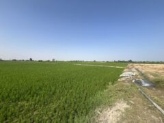 نابودی منابع آبی، سقوط کشاورزی و نقش سیاست‌های دولتی