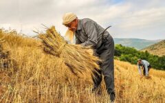 گنبدکاووس بیشترین سطح زیرکشت را در گلستان دارد
