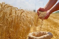 از رتبه دوم خرید تضمینی تا ضرورت عبور از کشت سنتی