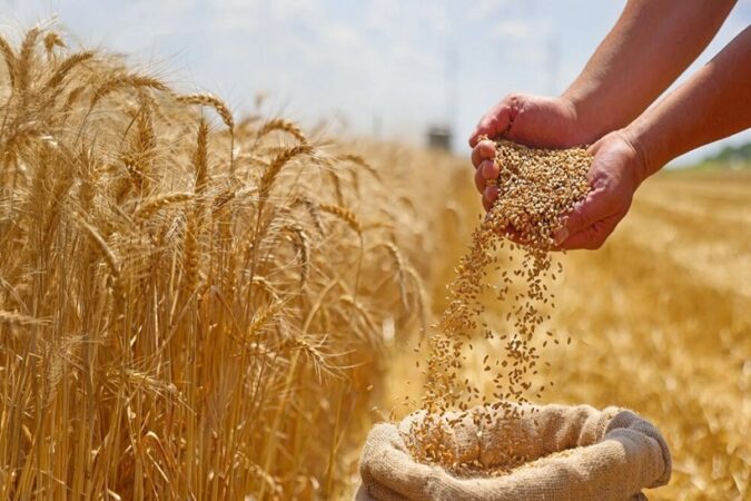 از رتبه دوم خرید تضمینی تا ضرورت عبور از کشت سنتی