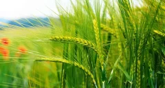 افزایش بارندگی در گلستان خشکسالی را جبران نمی‌کند؛ تغییر فاز رویشی گیاهان کشاورزی