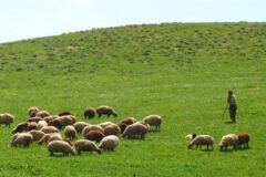 مگراینکه باران مراتع گلستان را نجات دهد
